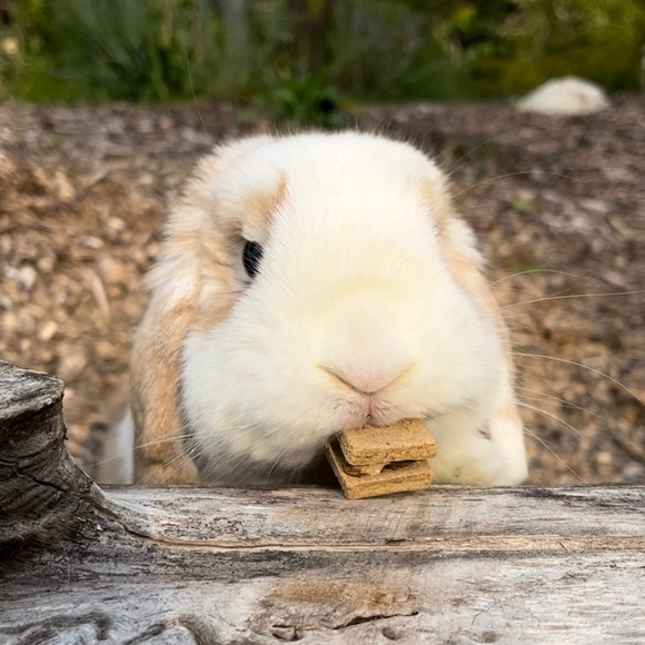 Meet your Posher, Chloe - Picture 3 of 5